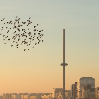 Murmuration over i360