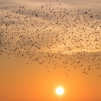 Murmuration over a Setting Sun