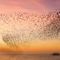 Murmuration over the Old Pier