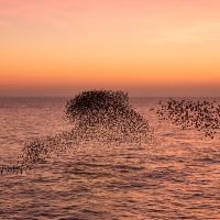 Murmuration Shapes I