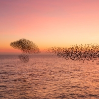 Murmuration Shapes II