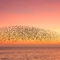 Murmuration Shapes III