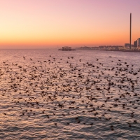 Murmuration Flying Low