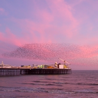 Murmuration over Brighton Pier I