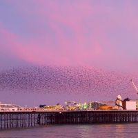 Murmuration over Brighton Pier II