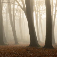 One Foggy Day XIII