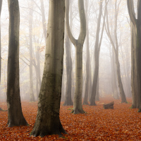 One Foggy Day XIV