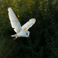 Barn Owl out of the Shadows I, Papercourt Meadows