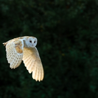 Barn Owl out of the Shadows II, Papercourt Meadows