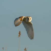 Barn Owl over Reeds II, Papercourt Meadows
