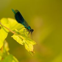 Banded Demoiselle, Papercourt Meadows