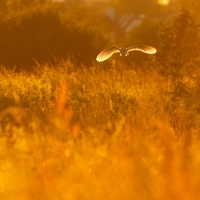 Barn Owl, Papercourt Meadows