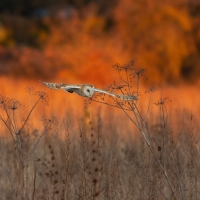 Barn Owl in Evening Light III, Papercourt Meadows