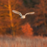 Barn Owl in Evening Light I, Papercourt Meadows