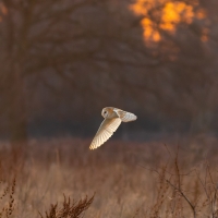 Barn Owl in Evening Light II, Papercourt Meadows