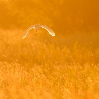 Barn Owl with Vole, Papercourt Meadows