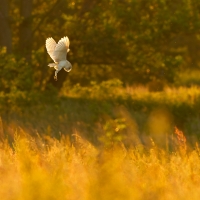 Hovering Barn Owl, Papercourt Meadows