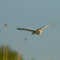 barn_owl_7459LR