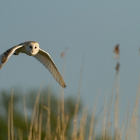 Barn Owl over Reeds I, Papercourt Meadows