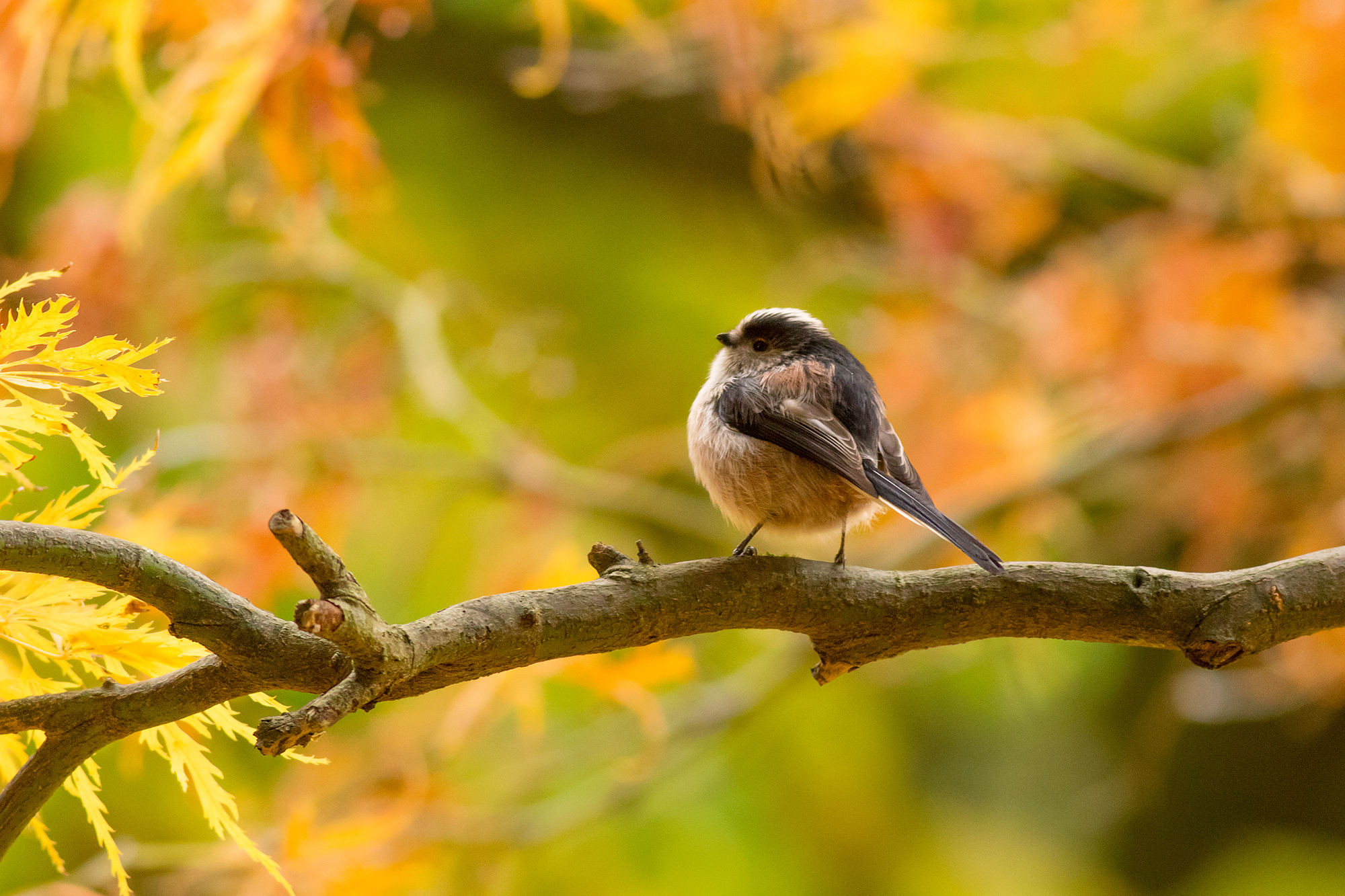 Long Tailed Tit Amongst the Acers