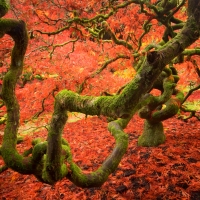 Japanese Acer VII