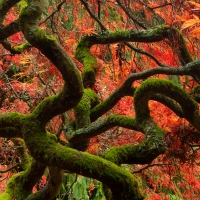 Twisted Branches