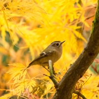 Goldcrest Amongst the Acers