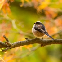 Long Tailed Tit Amongst the Acers