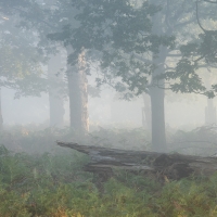 Richmond Park Landscapes