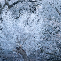 Hoar Frost