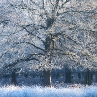 Hoar Frost II