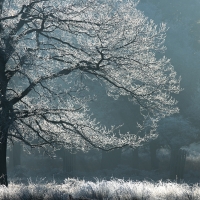 Hoar Frost III