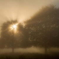 Two Trees