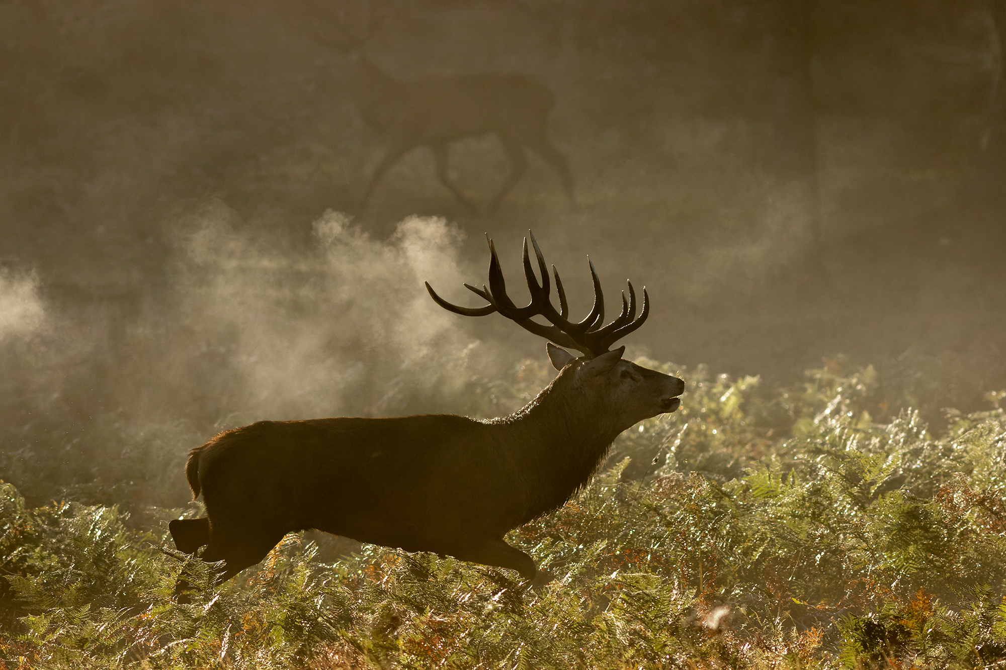 Running Stag