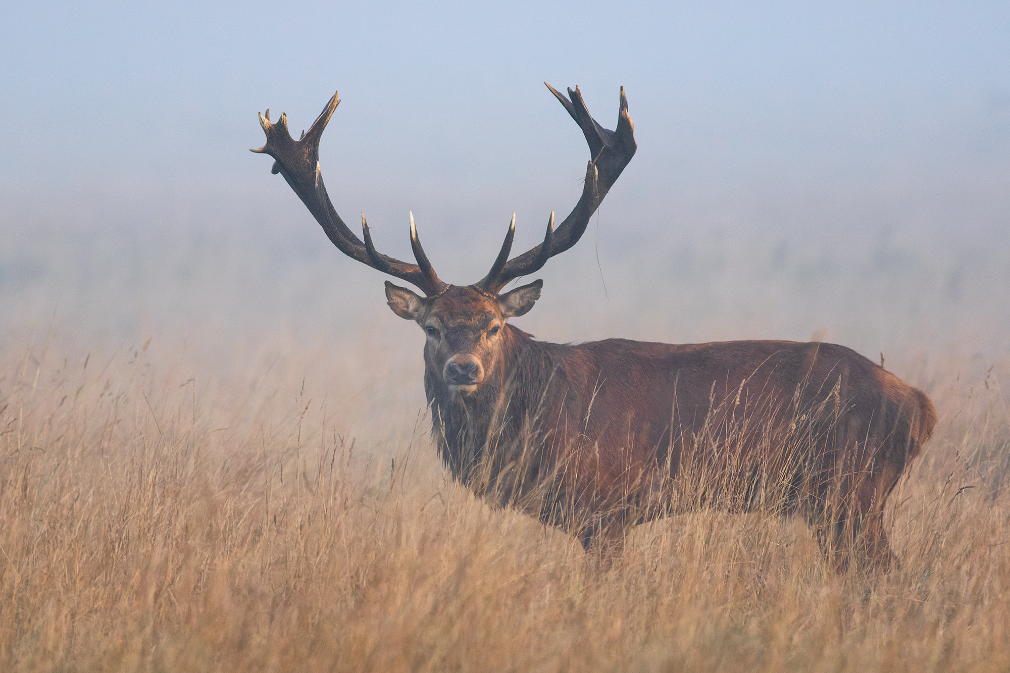 Antlers