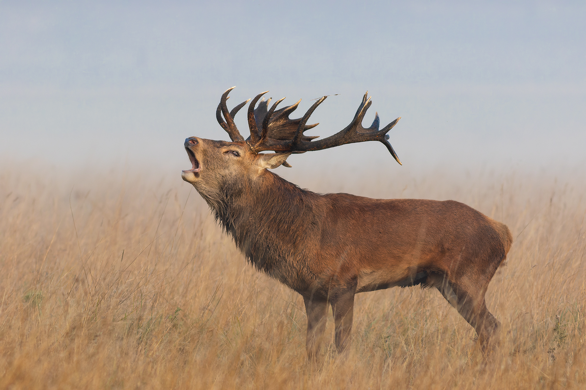 Call of the Wild III