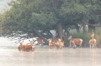 Richmond Park