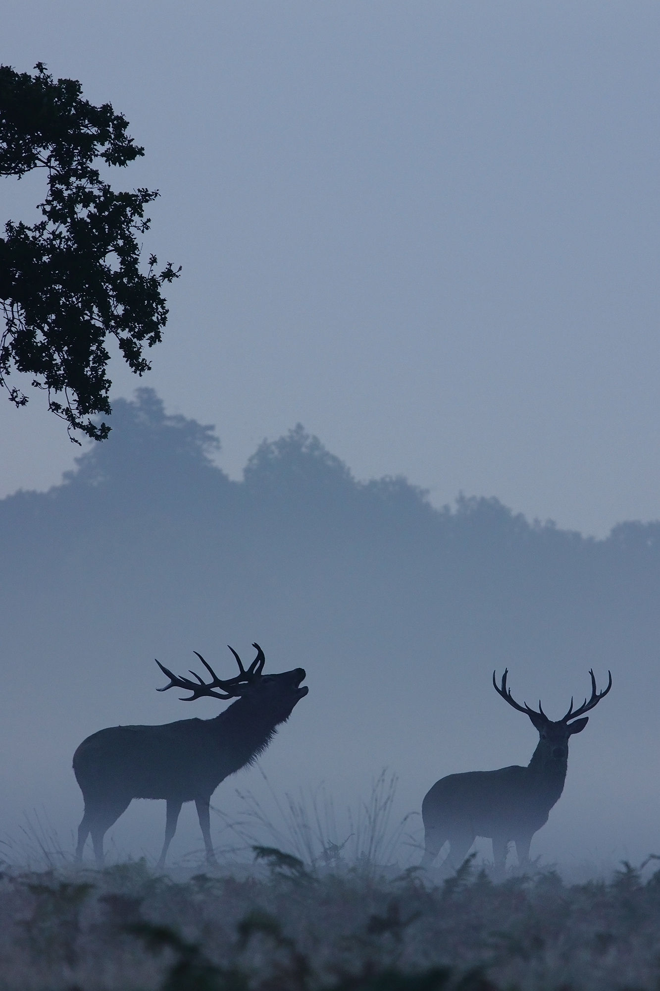 Bellowing Stag III