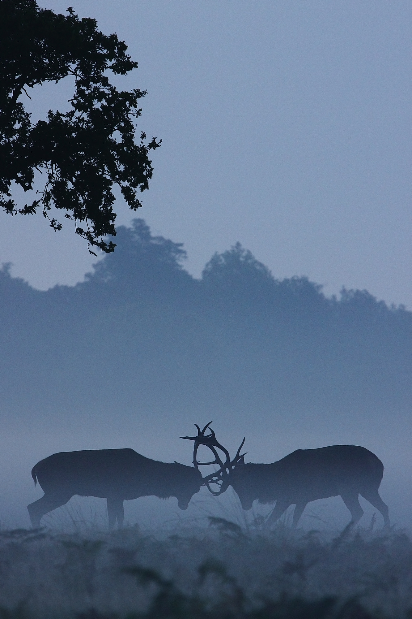 Rutting Stags I