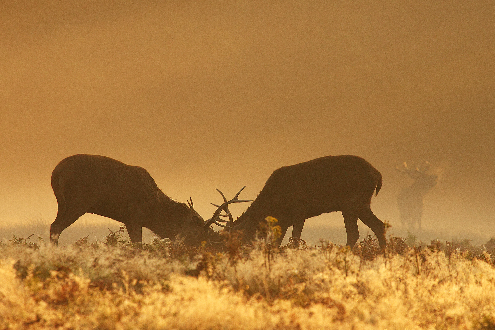 Rutting Stags II