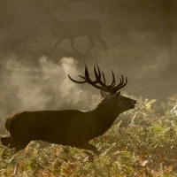 Running Stag