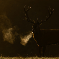 Backlit II