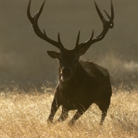 Charging Stag