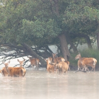 Deer in the Water