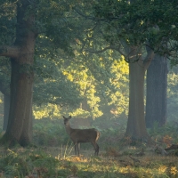 Woodland Encounter