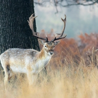 Fallow Deer Portrait