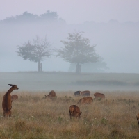 Handbags at Dawn