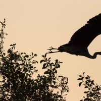 Heron Take Off