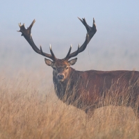 Antlers