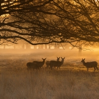 Fallow Deer Gathering